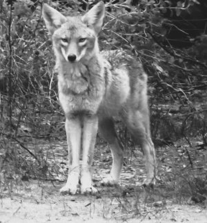 Coyote-02-cropped-B&W.JPG