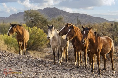 group-wild-horses-2500-logo-0S8A8865 copy copy 2.jpg