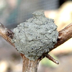 MudBall9:16:12.jpg