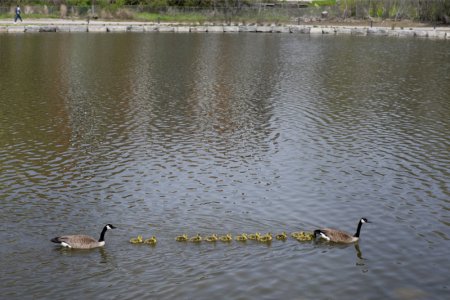 Canada Geese.jpg