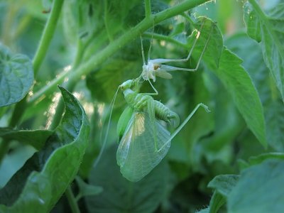 katydidmolt7:23:14.JPG