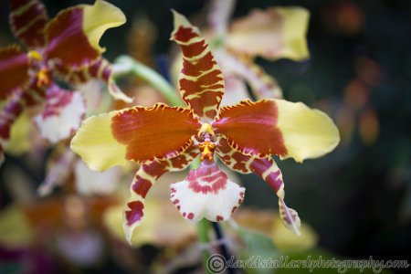 RHS Wisley 30-12-14 113-XL.jpg RHS Wisley 30-12-14 113-XL.jpg