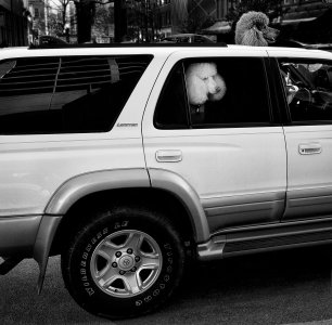 Uptown Dogs FW Shot 1 2-5-11 Processed_1020140.jpg