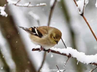 snowgoldfinch.jpg