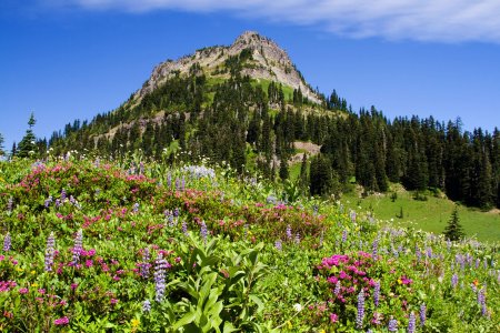 1230 Mt Rainier NP, WA.jpg