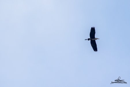 R6_L2105.jpg