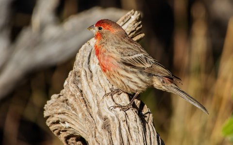 0106 Ash Canyon, AZ-House Finch (M).jpg