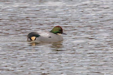 FalcatedDuck-250203.jpg