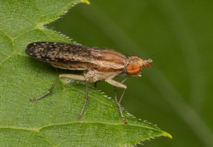 R7_D2751 Marsh Fly.jpg