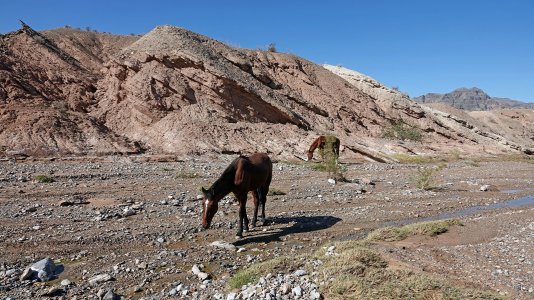 4447 Bitter Springs Rd, NV.jpg