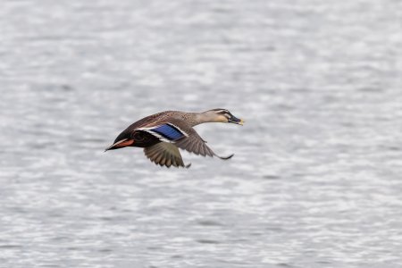SpotBilledDuck-250203-2.jpg