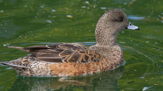 0888 Gilbert, AZ-Female American Wigeon.jpg