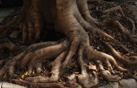 Treebeard's feet copy.jpg