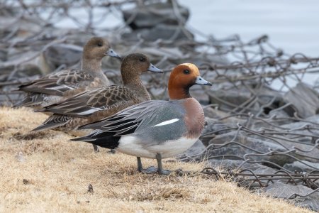 EurasianWigeon-250203.jpg