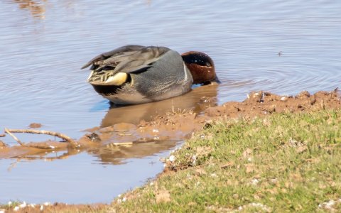 0316 Whitewater Draw, AZ-Green-winged Teal (M).jpg