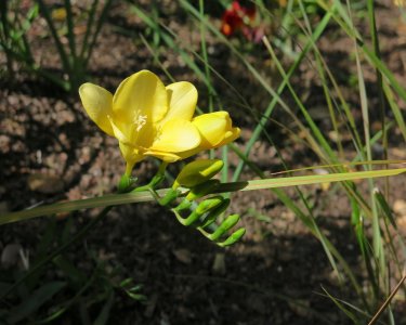 ylwfreesia3.21.25.jpg