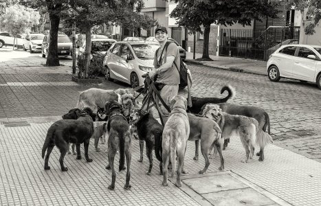 Dog Walker B&W.jpg