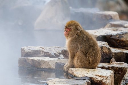 SnowMonkey2502161.jpg SnowMonkey2502161.jpg