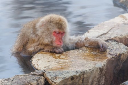 SnowMonkey2502162.jpg SnowMonkey2502162.jpg