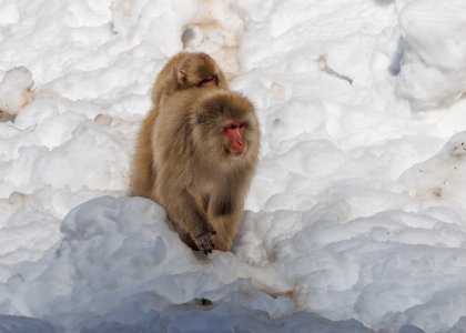 SnowMonkey2502161-2.jpg