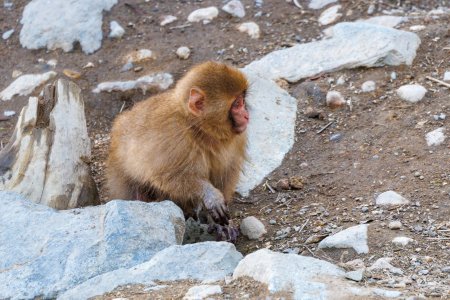 SnowMonkey2502162-2.jpg