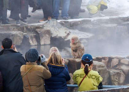 SnowMonkey2502161-3.jpg