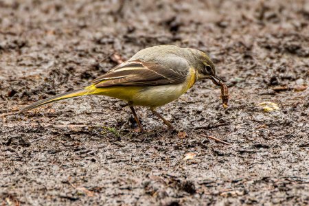 Warriston23Mar25_2107.jpg