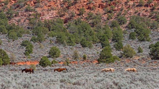 2540 House Rock Valley, AZ.jpg
