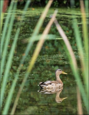Mallard.jpg
