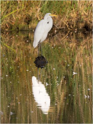 Egret.jpg