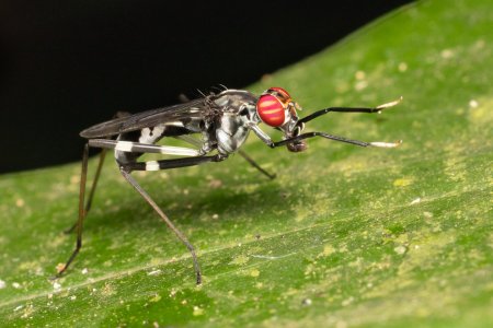R7_D9265 Stilt-legged Fly.jpg