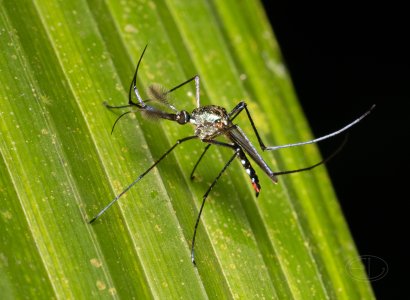 R7_D9902 Elephant mosquito.jpg