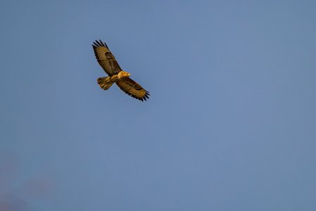 BavelawBuzzard18Mar25_0764uncropped.jpg