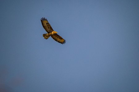 BavelawBuzzard18Mar25_0764uncroppednoprofile.jpg