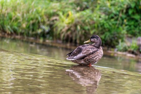 Wild duck_3.jpg