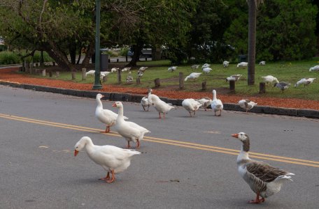 Street Crossing copy.jpg