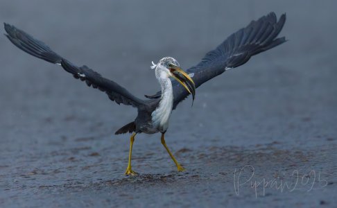 20250401_Birds_FoggDam_Pippan_398-1.jpg
