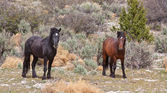 0767 Caliente, NV.jpg