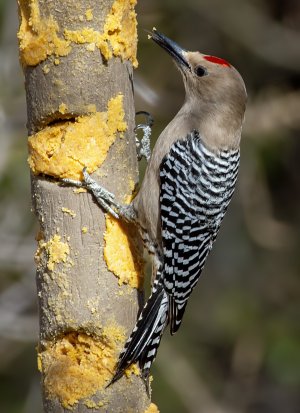 0462 Ash Canyon, AZ-Gila Woodpecker (M).jpg