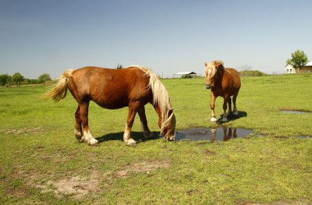 Healthy horses - Ennis - resized.JPG
