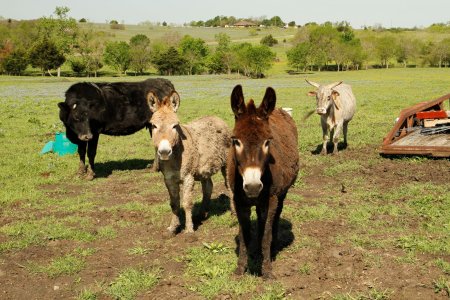 Jackasses - 1.JPG