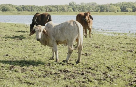 Brahman - Ennis - 1.JPG