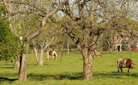 Ennis animals - 1 - paint resized.JPG