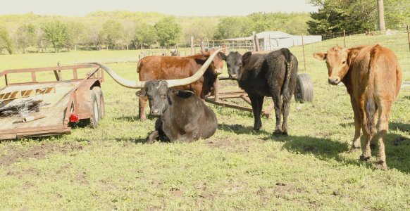 Texas longhorn - 2.JPG