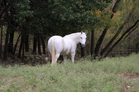 White stallion - resized.JPG
