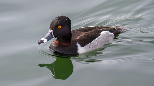 0885 Gilbert, AZ-Ring-necked Duck.jpg