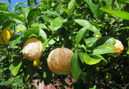 lemons.skinned4.9.25.jpg