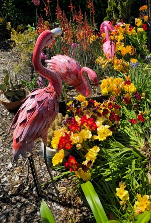 Flamingoes in the flowers.jpg