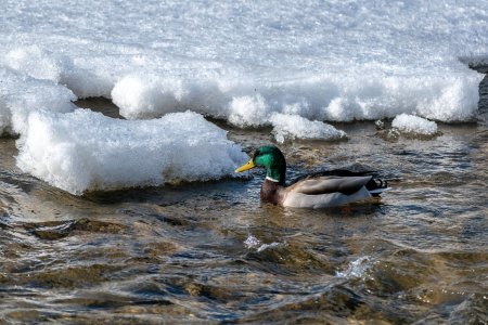 Wild duck_5.jpg