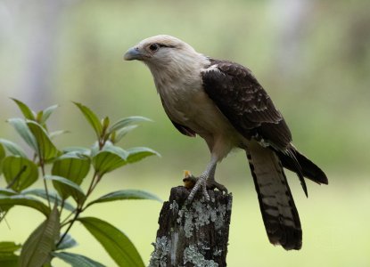 R7_D9647 Yellow-headed Caracara-Crop but no edits.jpg